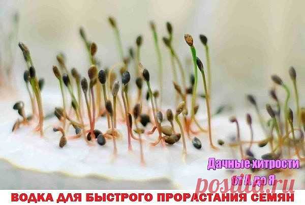 водка для прорастания семян