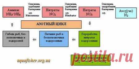 Нитраты и Нитриты - что это?