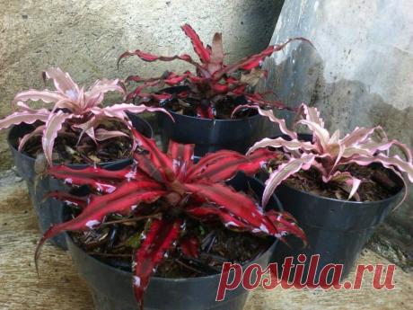 Роскошные листья криптантуса Пересадку криптантусов можно провести практически в любые сроки в первой половине сезона – от марта и до августа. Но ее лучше проводить по необходимости, когда растению и правда становится тесно в отведенной ему емкости.