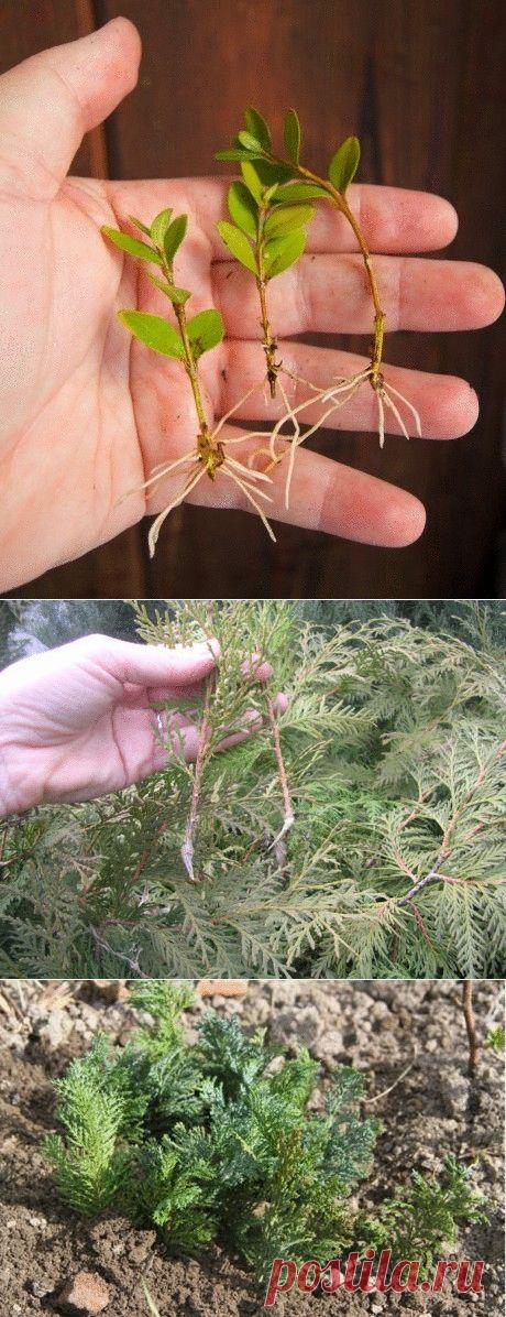 Как размножить самшит и тую