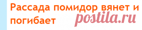 Рассада помидор вянет и погибает