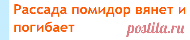 Рассада помидор вянет и погибает