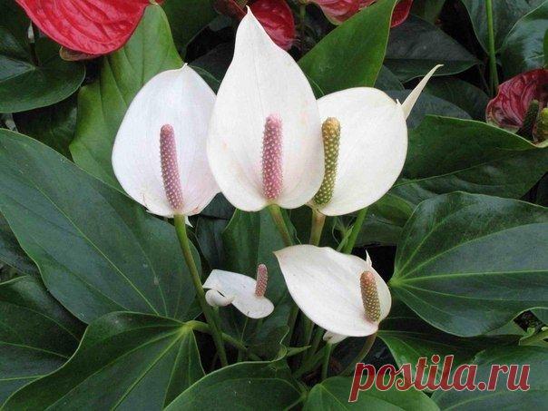 10 комнатных растений для семейного счастья - Садоводка