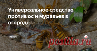 Универсальное средство против ос и муравьев в огороде 
Пару лет назад я открыла для себя рецепт, который действительно очень эффективно борется сразу с двумя насекомыми: муравьями и осами, ну и косвенно конечно же помогает избавиться от тли. С