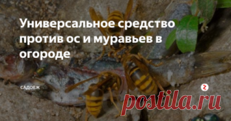 Универсальное средство против ос и муравьев в огороде 
Пару лет назад я открыла для себя рецепт, который действительно очень эффективно борется сразу с двумя насекомыми: муравьями и осами, ну и косвенно конечно же помогает избавиться от тли. С