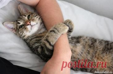 Почему кошка обнимает вашу руку: 3 сценария — от «Ты мой» до «Стоп»