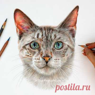 Кошачьи портреты карандашом