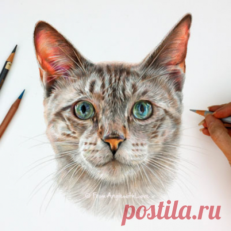 Кошачьи портреты карандашом