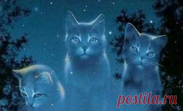 Персик родился на лестничной клетке. Первое, что он услышал, было не ласковое мурчание матери, а человеческие голоса и грохот приближающихся шагов. Мать Персика вместо того, чтобы приветствовать его рождение на свет, утробно рычала и топорщила шерсть. 
Персик пополз к ней. Кто оближет его, согреет, даст поесть? Рождаться на свет не так-то просто! Но мама оттолкнула его и снова зарычала. И тогда Персик понял, что пришла беда. Большая беда. 
Он запищал, умоляя, чтоб она отст...