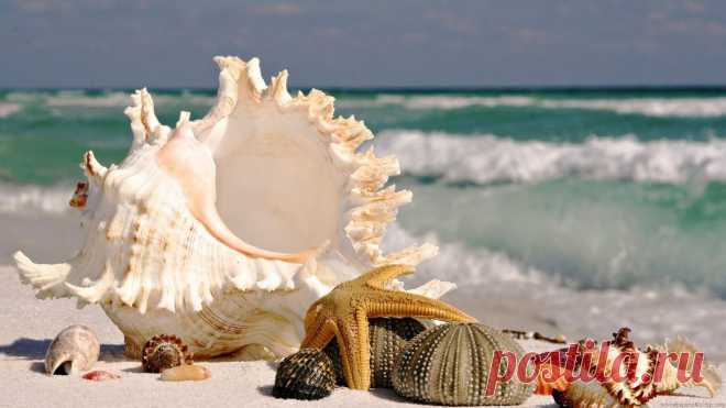 sea-shells-by-the-seashore-2048x1152-wallpaper.jpg (2048×1152)