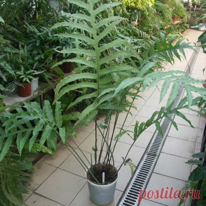 Комнатное растение Многоножка (Polypodium). Научное название папоротников этого рода образовано от греческих слов polys - "много" и podion - "нога". Иногда многоножки-полиподиумы фигурируют в справочниках под названием Phlebodium. Корневища полиподиумов ползут по поверхности почвы, опавшие листья оставляют на них характерные рубцы. Полиподиумы встречаются в южно-американских тропических лесах. В продаже можно встретить полиподиум золотистый (P.aureum).