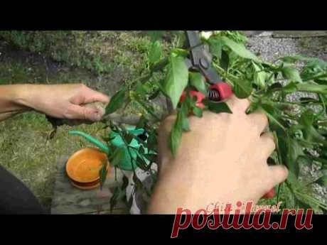 Бончи - бонсай из чили