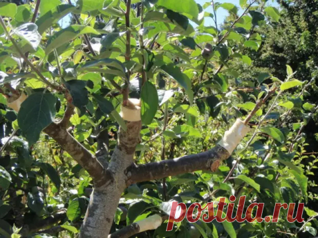 Как правильно прививать деревья - Квартира, дом, дача - Социальная сеть &quot;МТ.RU&quot;