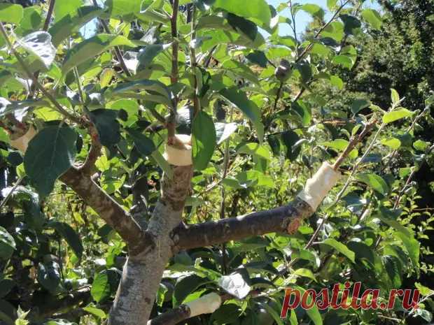 Как правильно прививать деревья - Квартира, дом, дача - Социальная сеть "МТ.RU"