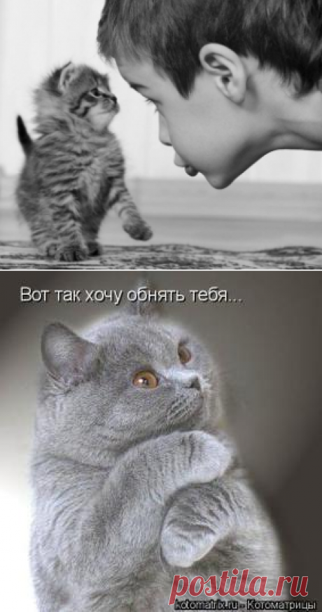 Магия кошки | Мир Женщины
Почему кошка пришла  к вам ?Признанной защитницей человека считается собака. Кошка же на прохожих не лает, не бросается.
Но именно Магия кошки хранит дом от вторжения настоящего зла — негатива из Тонкого мира, незваных гостей, которых просто так не увидишь
