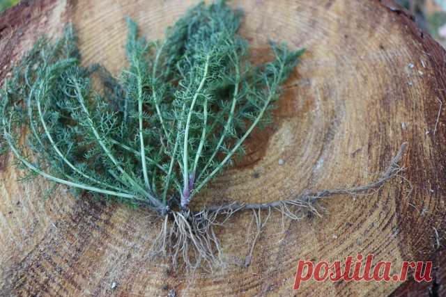 Тысячелистник обыкновенный (Achillea millefolium L.)