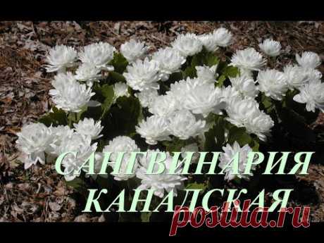 🍀ЗЕЛЕНЫМ ЧАЕМ красим яйца на Пасху✅ #mkkulinart #shorts #пасхальнаяпокраска#пасха2024