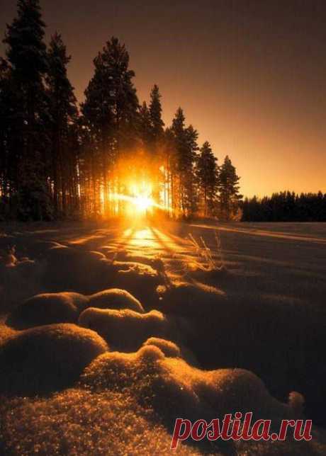 Golden Morning