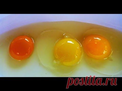 Какое яйцо, по-вашему, от здоровой курицы? - Советы для тебя