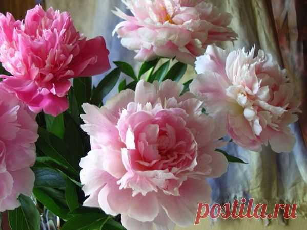 Легенды о пионе...