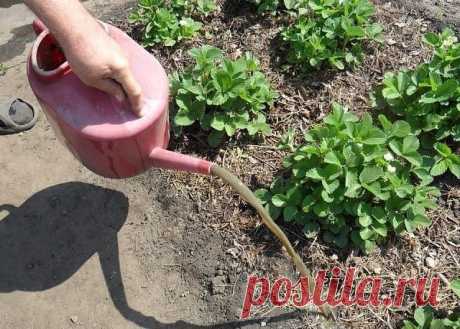 0сновные пропорции по  обработкам и подкормкам:

.
-🥒- ОГУРЦЫ

- Опрыскивание 1 литр сыворотки, 20 кап йода на 10 литров воды от всех болезней. 
- Полив для завязей 1 литр молока на ведро воды, под корень. 

-- ТОМАТЫ 

- Опрыскивание 1 литр сыворотки, 20 кап йода на 10 литров воды. 
- Открытые пузырьки йода в теплице, 1 шт на 2 метра от фитофторы. 
- Опрыскивание от фитофторы фурацилином - 1 таблетка на литр воды. 
- Ведро хвоща, нарвать, накрыть крышкой на 3 дня. Потом ...