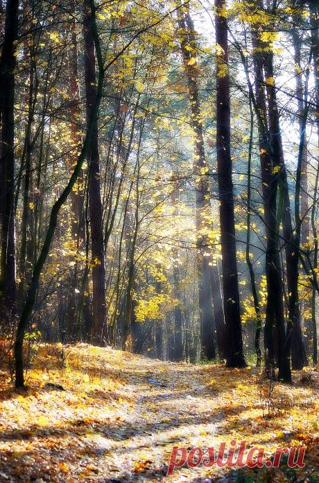 Autumn in the forest. Warmia, Poland. | Flickr - Photo Sharing!