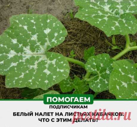 Белый налет на листьях кабачков..