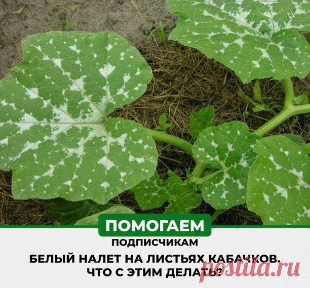 Белый налет на листьях кабачков..