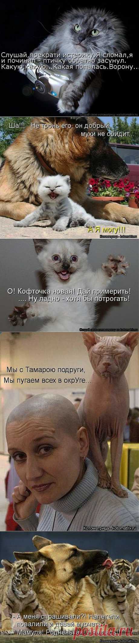 (+1) тема - - Ах, бестия! Какой ты плут! Ужо задам тебе я трёпку! | Четвероногий юмор