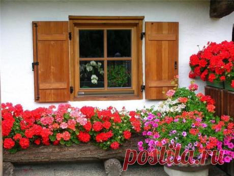 Лечение геранью восхищает своими результатами даже медиков с богатым опытом за спиной. Кто бы мог подумать, что это изысканное хрупкое растение может быть настолько полезно и безотказно помогать в борьбе со многими болезнями. Даже поставив герань просто в вазу на столе, можете быть уверенны, что воздух в вашем помещении будет исключительно чистым, так как выделяемые из листочков растения вещества обладают эффективными очистительными для воздуха свойствами .