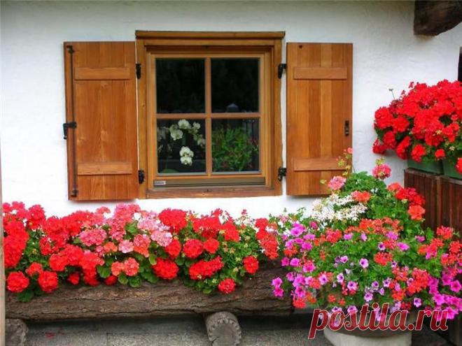 Лечение геранью восхищает своими результатами даже медиков с богатым опытом за спиной. Кто бы мог подумать, что это изысканное хрупкое растение может быть настолько полезно и безотказно помогать в борьбе со многими болезнями. Даже поставив герань просто в вазу на столе, можете быть уверенны, что воздух в вашем помещении будет исключительно чистым, так как выделяемые из листочков растения вещества обладают эффективными очистительными для воздуха свойствами .