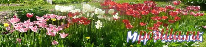 РОСТИМ “НАВОЗ” НА ГРЯДКАХ .