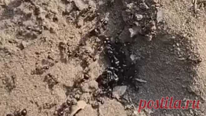 Простое средство от муравьев 🐜