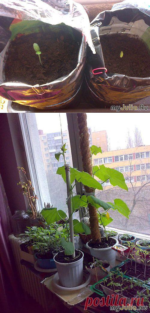 Огурцы на подоконнике. Для начинающих | ВСЁ ДЛЯ ДОМА