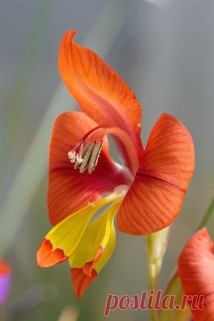 gladiolus alatus,  flickr от jeffs bulbesetpots |  Пин от пользователя Pat на доске Flowers