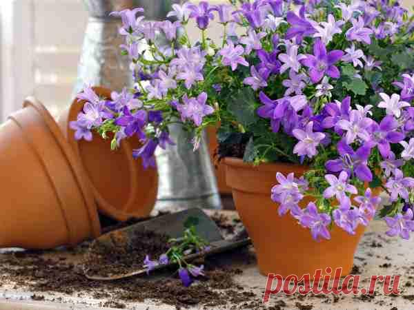 Лунный календарь цветовода на 2016 год | Благоприятные дни – СНГ