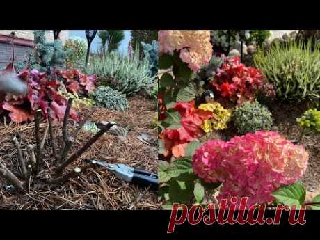 Осенняя обрезка ГОРТЕНЗИЙ✂️Укореняю черенки 🌱Забираю маточник Алиссума домой🧑‍🌾🌱