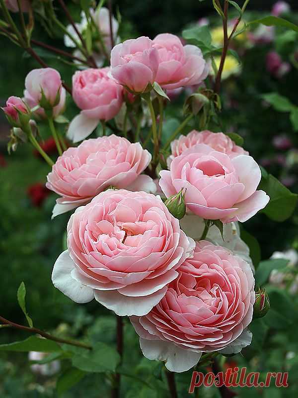 Oliver — «Кустарниковая роза Уильям Моррис (William Morris), David Austin 1998» на Яндекс.Фотках