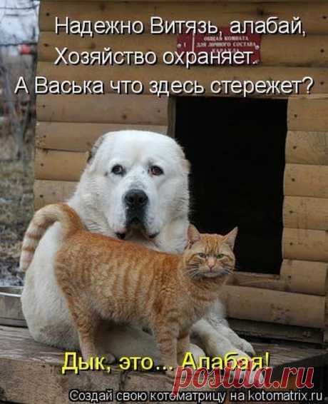 Лучшие котоматрицы недели / Питомцы