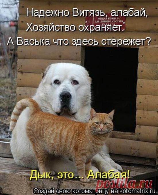 Лучшие котоматрицы недели / Питомцы