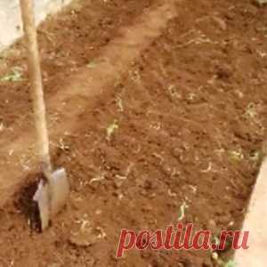 КАК САЖАТЬ ПОМИДОРЫ В ОТКРЫТЫЙ ГРУНТ НА ЮГЕ