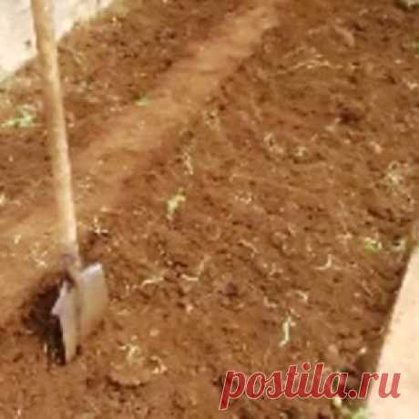 КАК САЖАТЬ ПОМИДОРЫ В ОТКРЫТЫЙ ГРУНТ НА ЮГЕ