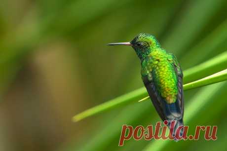 Gabelschwanzkolibri (Chlorostilbon canivetii) - Naturbild-Galerie: Kolibris - Fokusnatur Naturfotografie