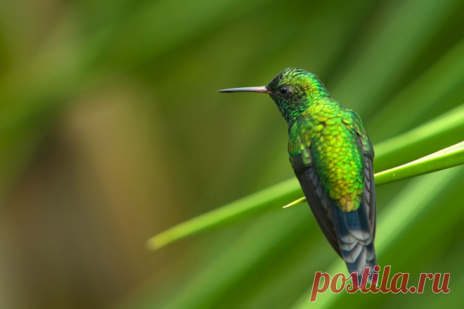 Gabelschwanzkolibri (Chlorostilbon canivetii) - Naturbild-Galerie: Kolibris - Fokusnatur Naturfotografie