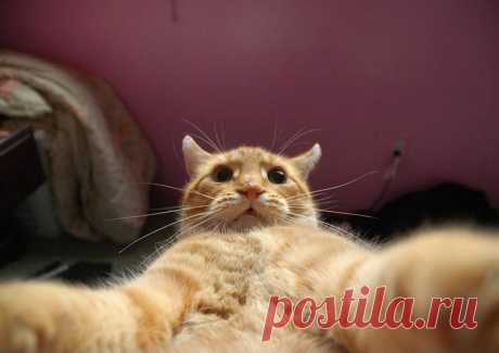 Коты делали селфи задолго до того, как это стало мейнстримом