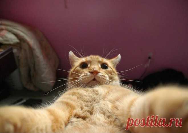 Коты делали селфи задолго до того, как это стало мейнстримом
