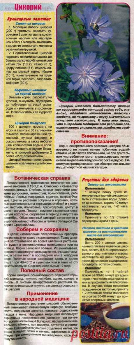Цикорий