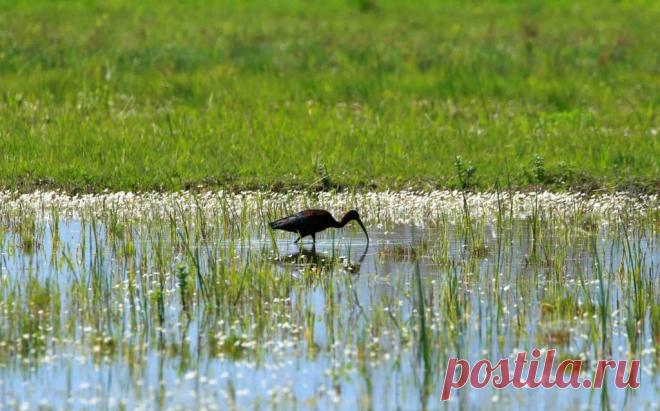 20 фактов о водно-болотных угодьях | Город Фактов