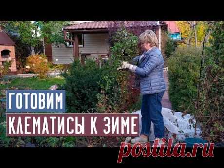 ОТПРАВЛЯЕМ КЛЕМАТИСЫ НА ЗИМОВКУ 🌟 Как правильно укрыть клематис? / Садовый гид