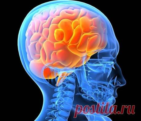 10 заблуждений о нервной системе Интересные факты обо всём на свете, которых вы, возможно, не знали.
